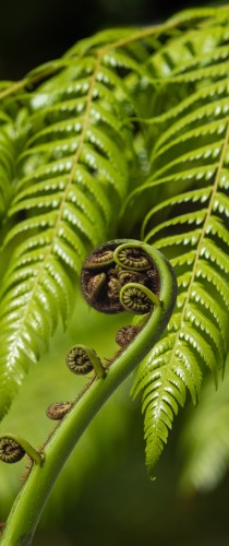 Fern RHS