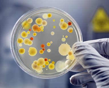 Gloved hand examining bacterial colonies growing in petri dish