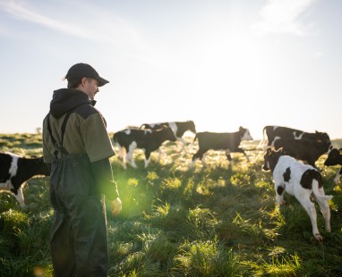 Farmer surveying dairy herd in sunlit pasture, with black and white cows grazing on lush green grass under morning light.