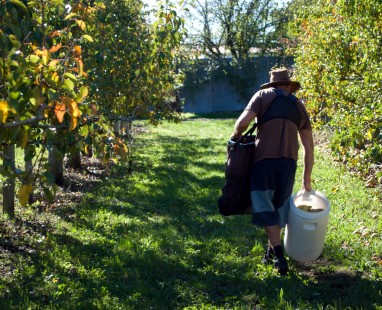 Person carrying harvest containers through sunlit orchard rows