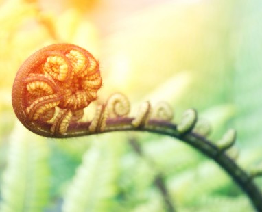 Close-up of unfurling fern frond with warm golden lighting and soft green bokeh background
