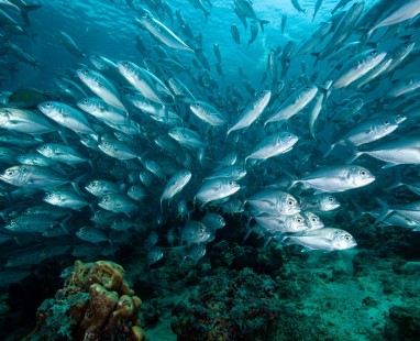 Large school of silver fish swimming in circular formation above coral reef in deep blue ocean water
