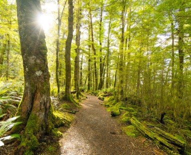 Sunlit walking trail through native forest with mossy tree trunks, vibrant ferns and dappled light filtering through green canopy, creating tranquil wilderness experience.