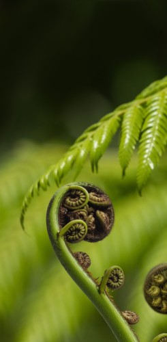  Unfurling silver fern frond showing traditional koru spiral pattern