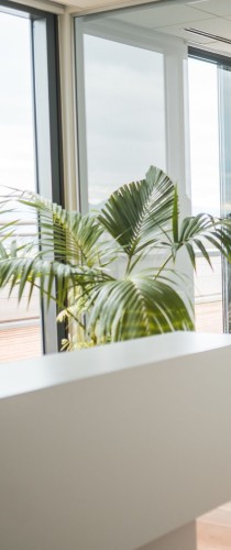 Palm fronds by bright window creating natural office atmosph
