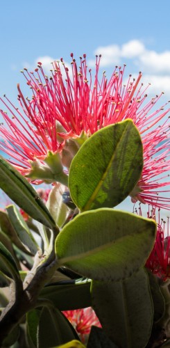  Bright pink pohutukawa flower blooming against coastal backdrop
