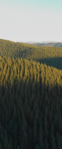 Sawmill 9