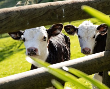 Two black and white dairy calves peering curiously through wooden fence rails, surrounded by lush green pasture in bright sunlight.