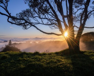 Silhouette of native tree against dramatic sunrise with sunbeams piercing through branches above misty valley landscape.